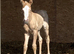 Palomino Roan Quarter Horse Filly