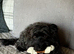 Sweet terrier - teckel x Scottie