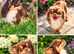 Longhaired chocolate and tan chihuahua