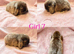Baby Mini Lops (Ready 8/08)