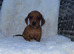 Dachshunds puppy’s