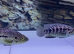 Jaguar fish