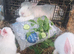 New zealand rabbits for sale