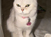 Silver snow British shorthair litter