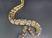 Royal/Ball Pythons available