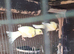Canaries