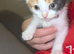 8 weeks old kitten