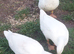 Free to good home 2 x Aylesbury Drakes