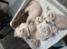 Scottish fold kittens