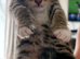 Two lovely female kittens looking for homes- ready 22/09