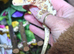 Lily white crested gecko male