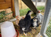 Bantam