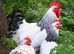 Light Sussex hatching eggs
