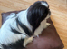 Peke bi colour black & white 18 months old