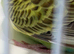PALE CINNAMON WINGS RING NUMBER 55 RED RING 2024