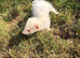 Micro ferrets / Micro crosses