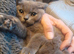 British Blue and Bluepoint
