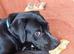 Labrador cross retriever