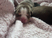 Stunning DWKC Registered English Bulldog Puppies last 2 girls