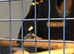 Breeding pair of hill mynah for sale