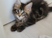 Tica registered maine coon kittens