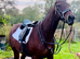 For sale mister 5yo gelding ridden by my 10 years old son