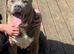 Bullmastiff x staffy