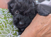 Gorgeous, cuddly little Cavapoo puppy