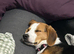 Callie is looking for a new loving home.