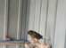 Job lot multiple breed of canaries