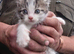 Gorgeous kittens ready to go