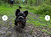 Rope nose fluffy French bulldog