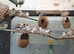 Zebra finch for sale