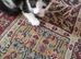 Nice kitten