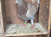 4x baby tippers (READ )