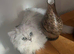 Beautiful chinchilla Persian