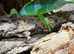 Fiji banded iguanas adult pair