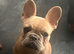 French bulldog puppy