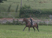 16hh Super sweet bay gelding competent novice