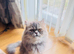 Beautiful exotic Persian longhair cat looking for new home