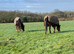 Wanted grazing/livery near Bude, Cornwall