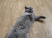 Beautiful lilac male Bsh