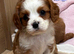 Beautiful cavalier puppies
