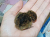 Quail chicks