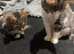 Beautiful kittens ready for forever homes