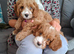 Cavapoos