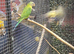 Plum headed parakeet babies parent reared