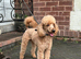 Proven KC Toy Poodle Stud Dog Looking for a New Home