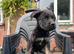 3/4 cane corso 1/4 Belgium Malinois