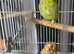 Male parrolet tamed